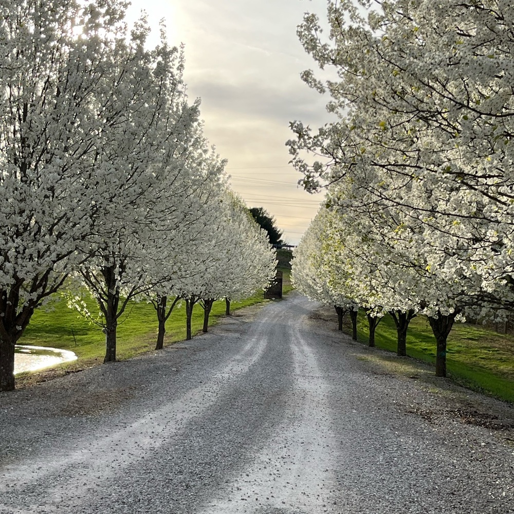 Meet your Posher, elise!